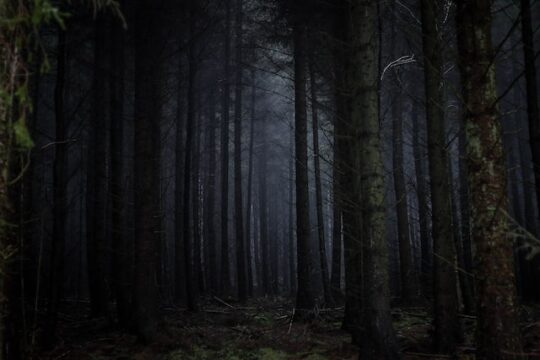 Dark forest