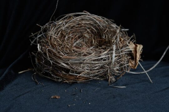 Bird Nest