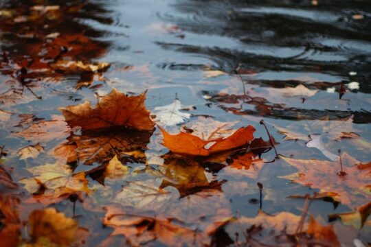 autumn leaves on the river