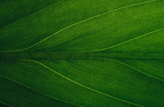 Close-up photo of a healthy, green leaf