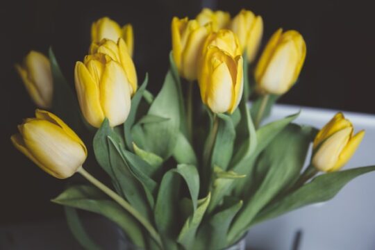 beautiful bouquet of yellow tulips